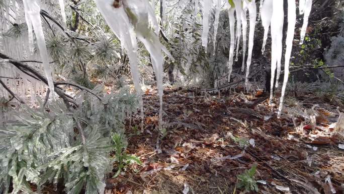 春季树木结冰的冰凌冰挂