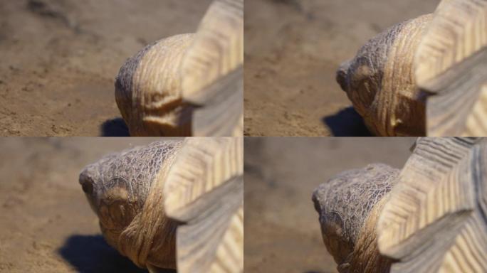 爬行动物象龟宠物龟长寿坚硬外壳 (7)