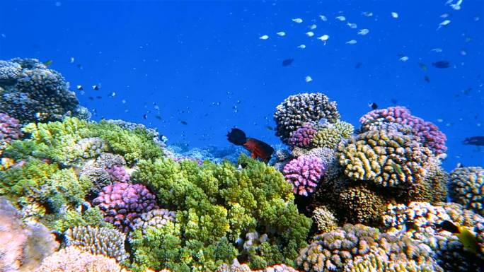 美丽的珊瑚礁海底珊瑚礁海洋世界水世界