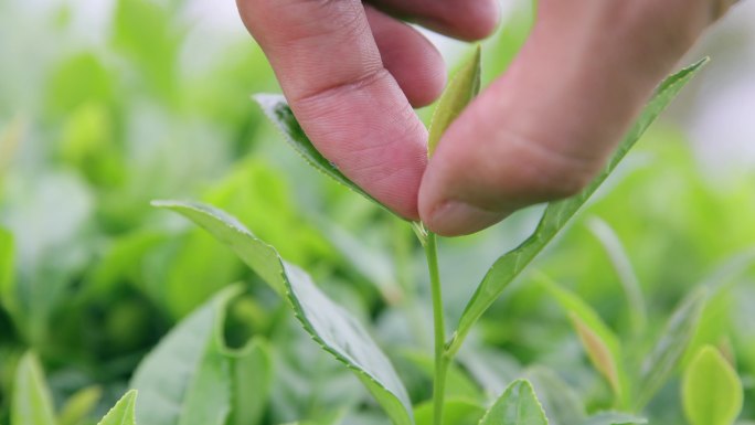 手工采摘茶叶特写采茶茶尖嫩绿的绿色茶叶