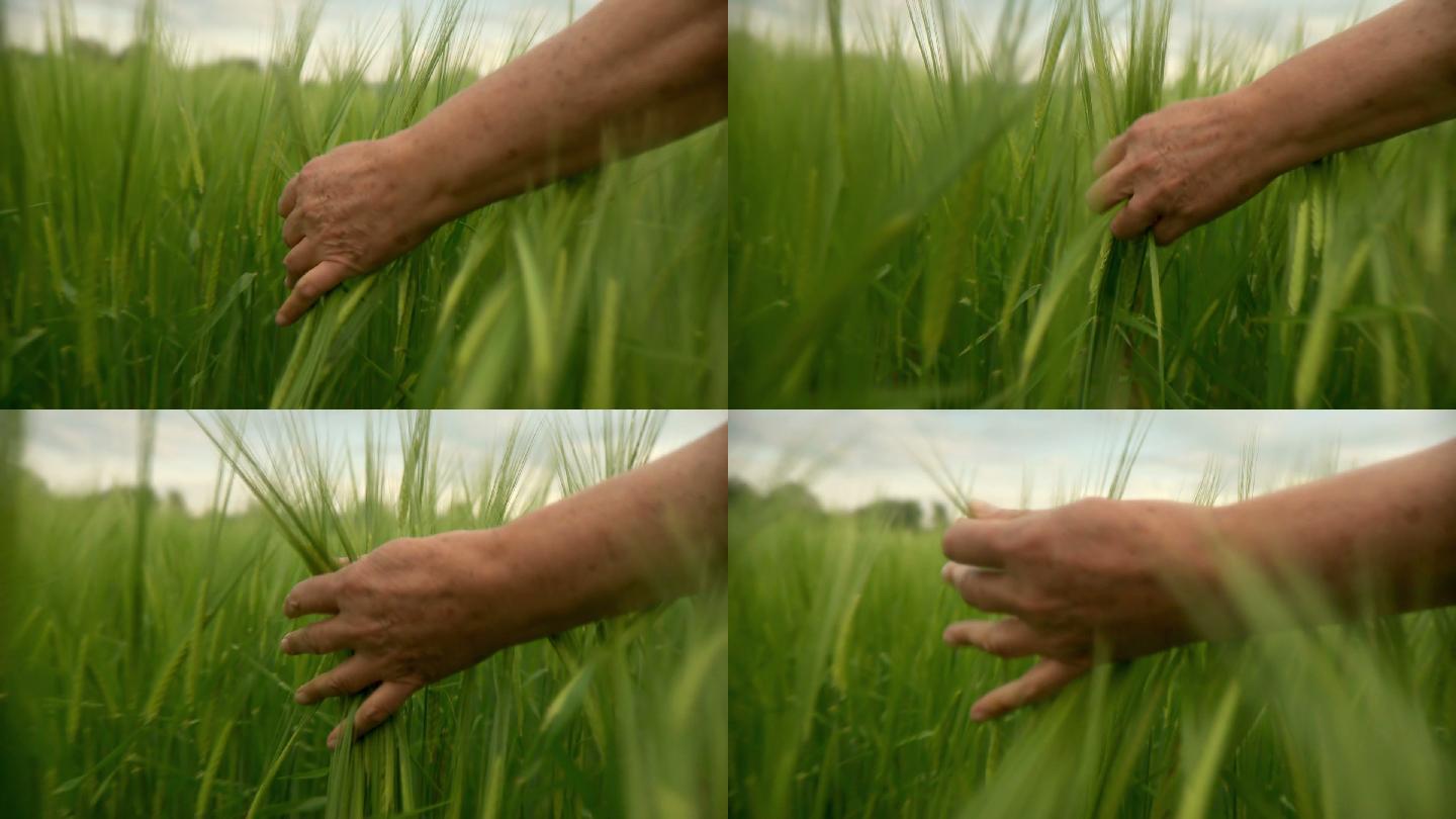 手穿过小麦