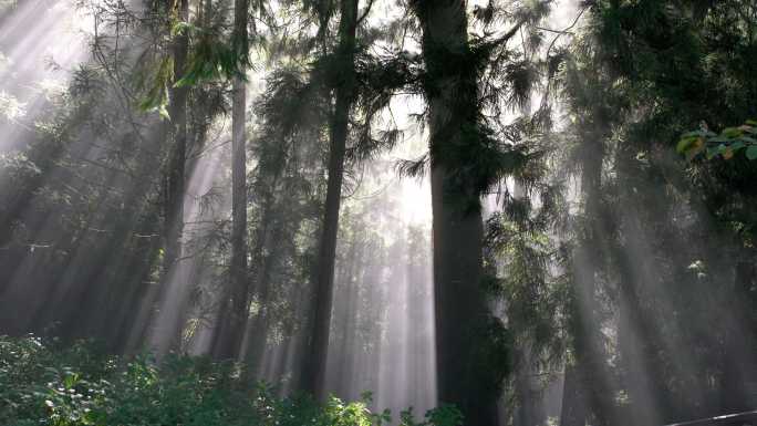 阳光穿过雾蒙蒙的森林