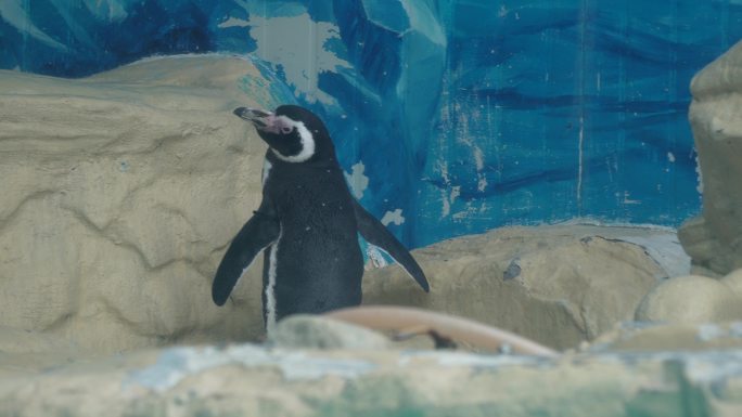 南极企鹅帝王企鹅动物园水族馆 (2)