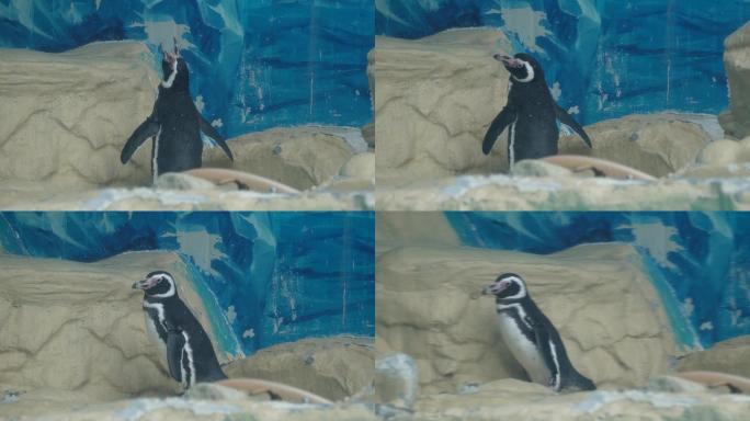 南极企鹅帝王企鹅动物园水族馆 (2)