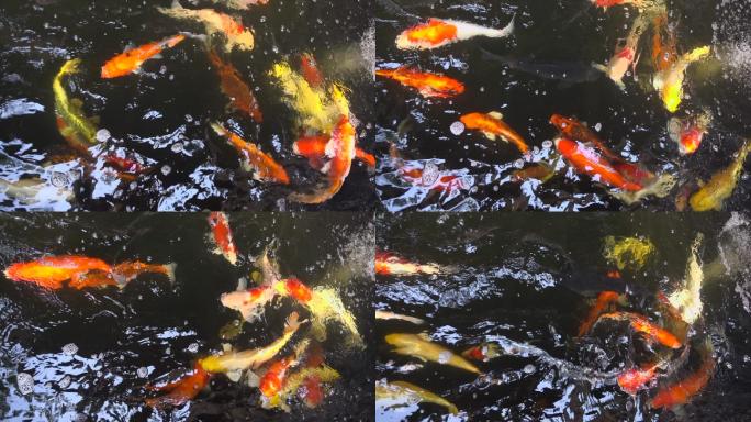 彩色锦鲤鱼慢镜头鱼群金鱼