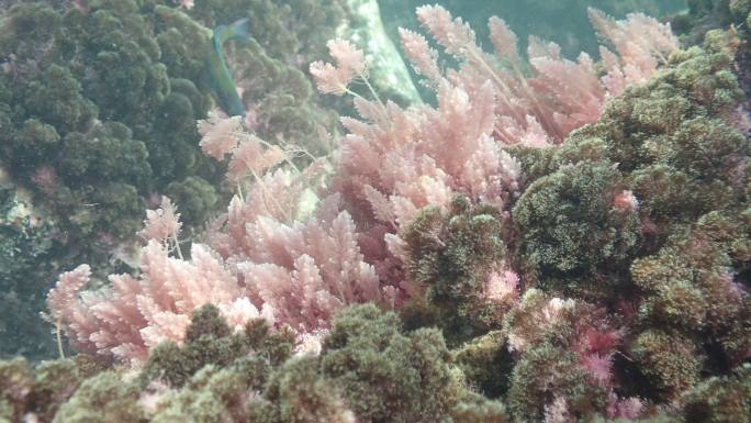 加那利群岛的兰萨罗特水下动植物群