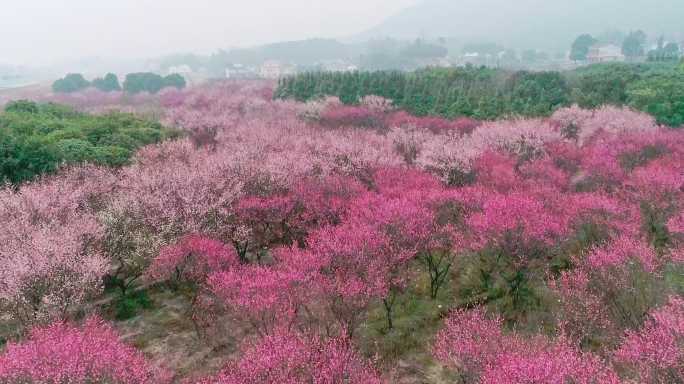 航拍俯视大面积梅花林