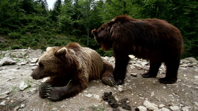 森林里的灰熊、棕熊