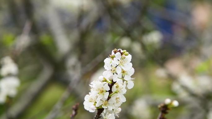 升格盛开的桃花与蜜蜂大合集12个视频