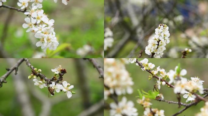 升格盛开的桃花与蜜蜂大合集12个视频