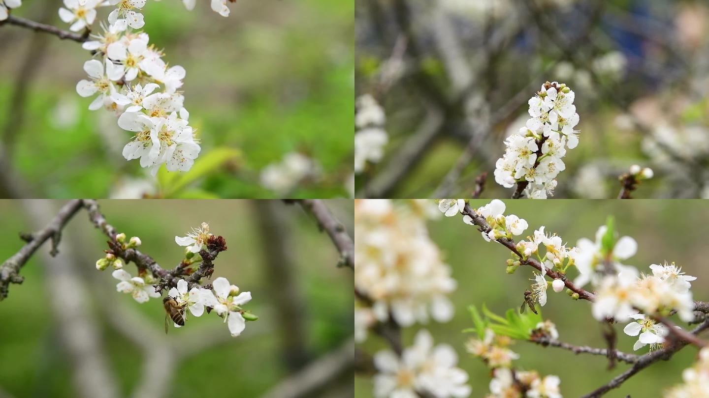 升格盛开的桃花与蜜蜂大合集12个视频