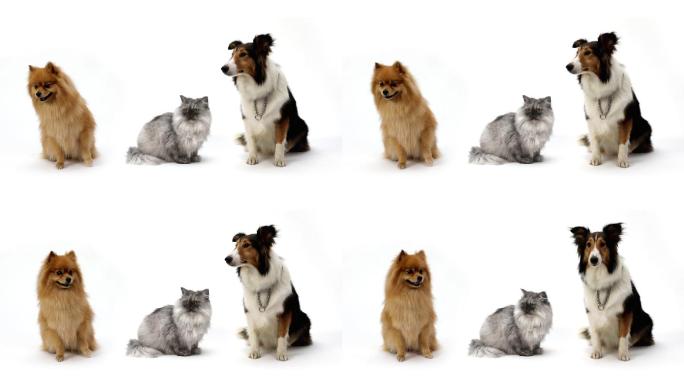 白色背景下拍摄的波斯猫和小狗