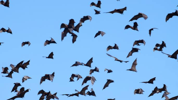 蝙蝠在蓝天下飞翔湿地湖泊鸟类生态环境保护