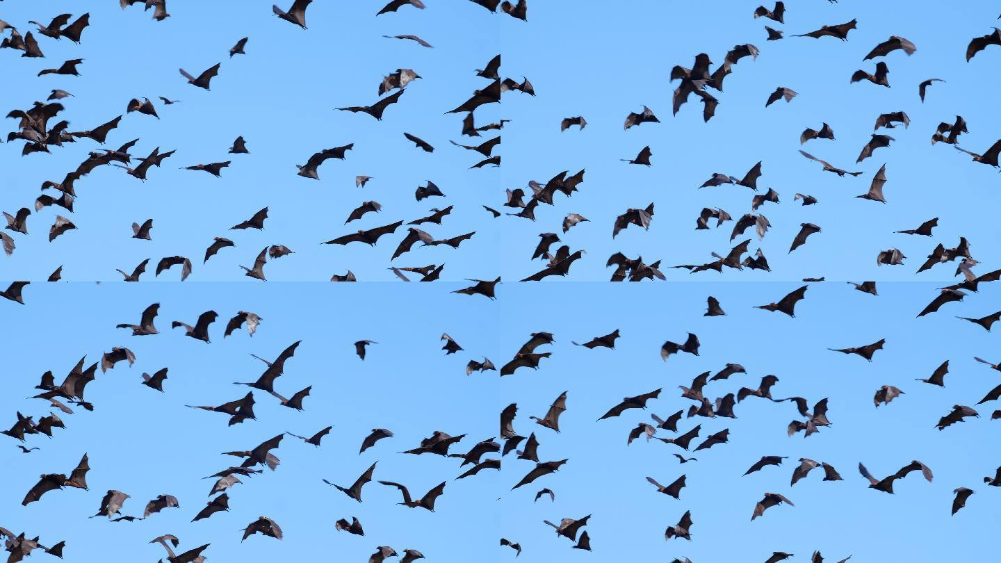 蝙蝠在蓝天下飞翔湿地湖泊鸟类生态环境保护