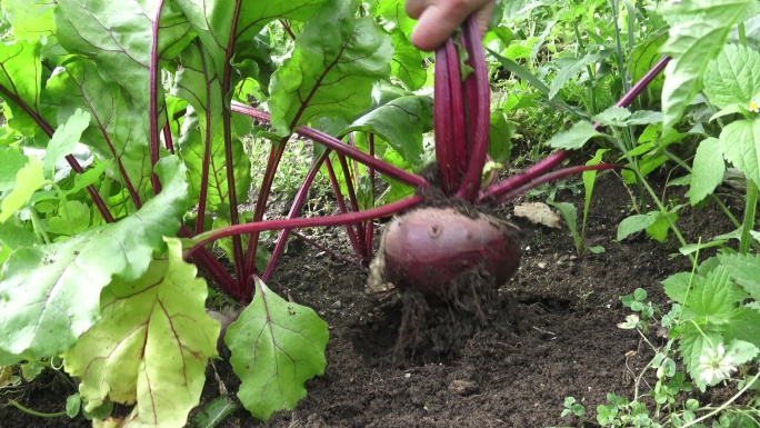 用手将甜菜幼苗从土壤中拉出