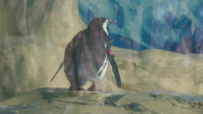 南极企鹅帝王企鹅动物园水族馆 (5)