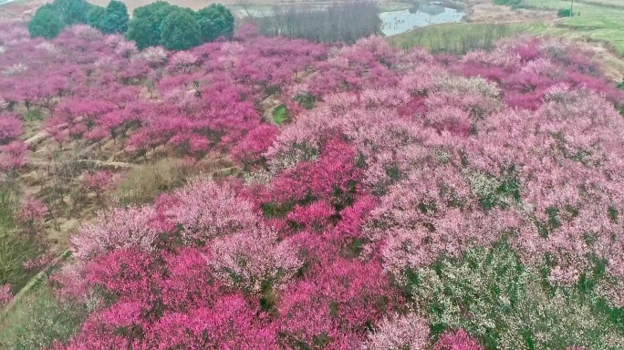 航拍大面积梅花林