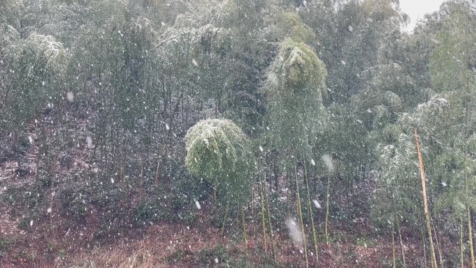 江南浙江冬天寒潮冷空气雪毛竹山大雪