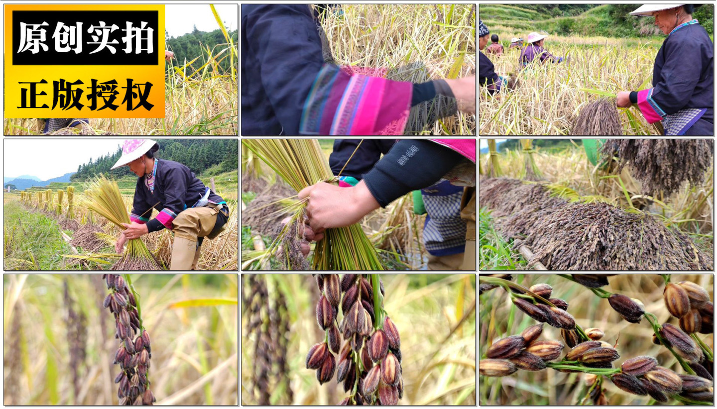 丰收节传统水稻收割