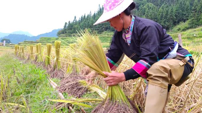 丰收节传统水稻收割