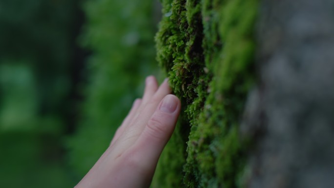 在森林里，手触摸树干上的苔藓