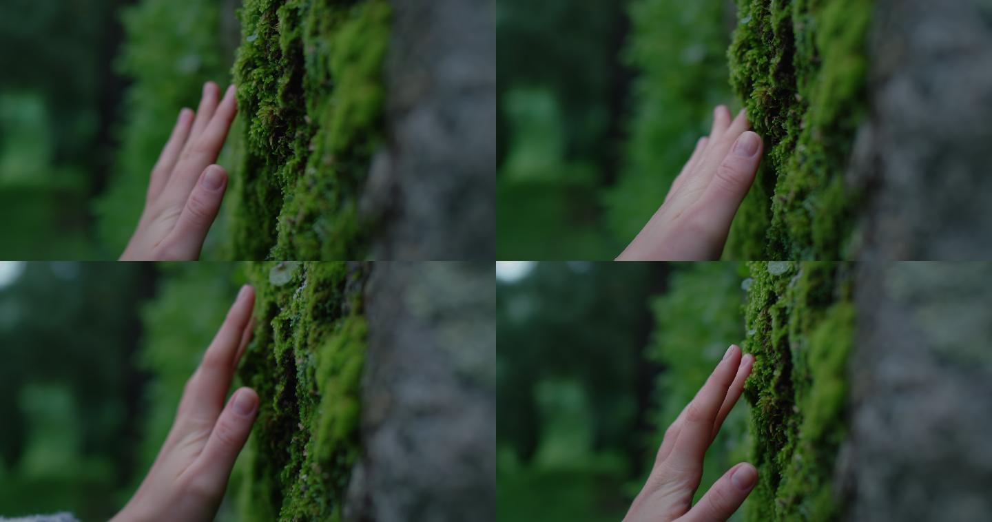 在森林里，手触摸树干上的苔藓