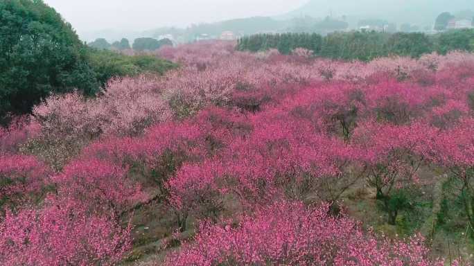 航拍俯视大面积梅花林