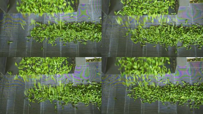 茶叶制作工艺过程