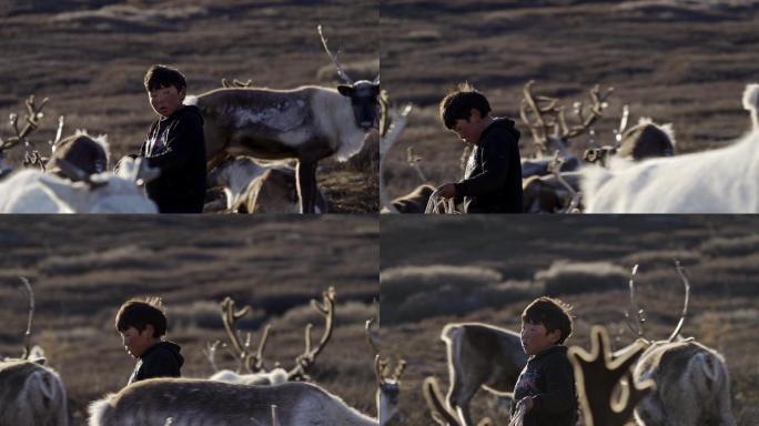 蒙古土著牧童驯鹿