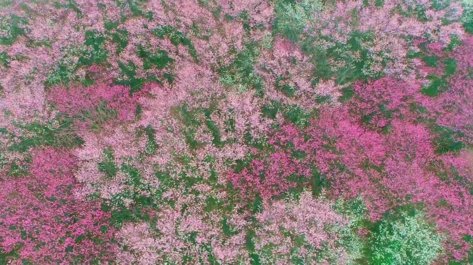 航拍俯视大面积梅花林