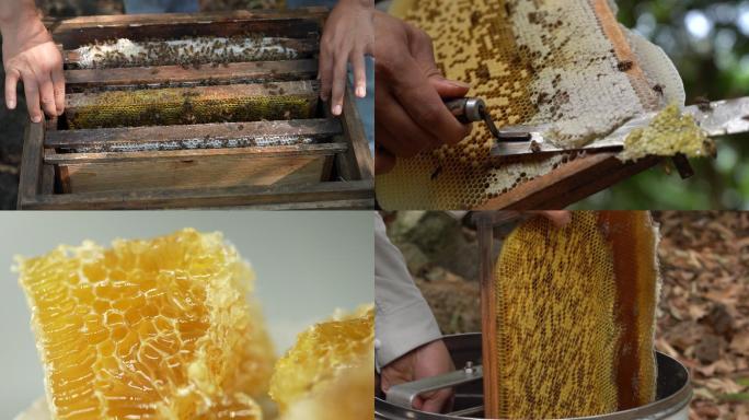 蜜蜂养殖割蜜摇蜜蜂蜜展示