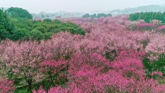 航拍俯视大面积梅花林