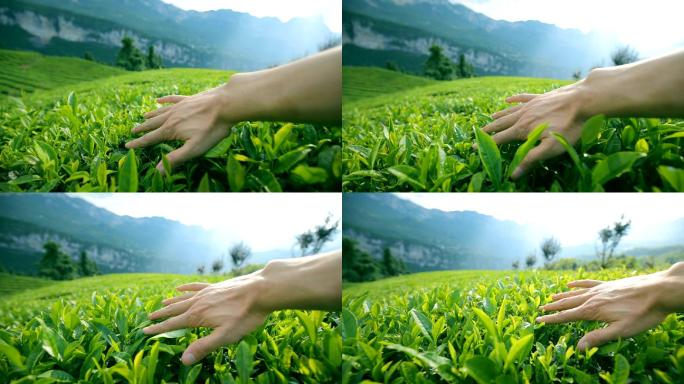 农业领域的茶叶作物