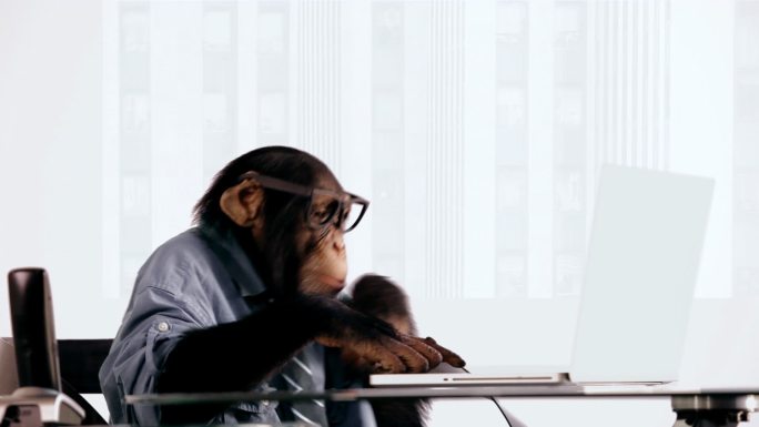 黑猩猩使用笔记本电脑