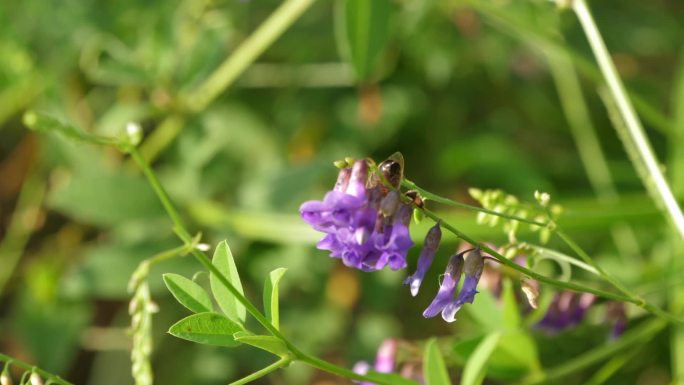 花丛中的蜜蜂采蜜