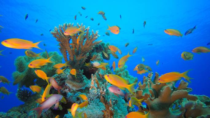 珊瑚礁热带花园热带鱼大海世界海洋海鱼