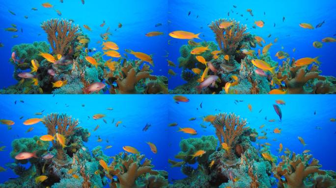 珊瑚礁热带花园热带鱼大海世界海洋海鱼