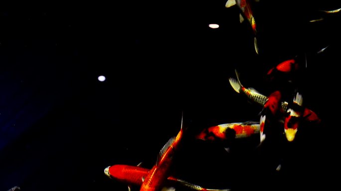 花式鲤鱼鲤鱼动画特效抠像透明通道地屏视频