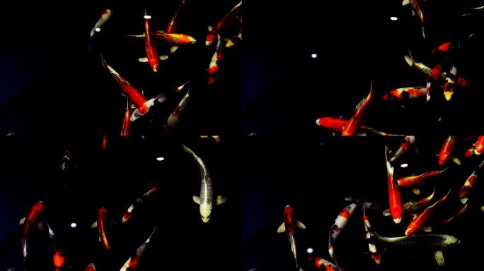 花式鲤鱼鲤鱼动画特效抠像透明通道地屏视频