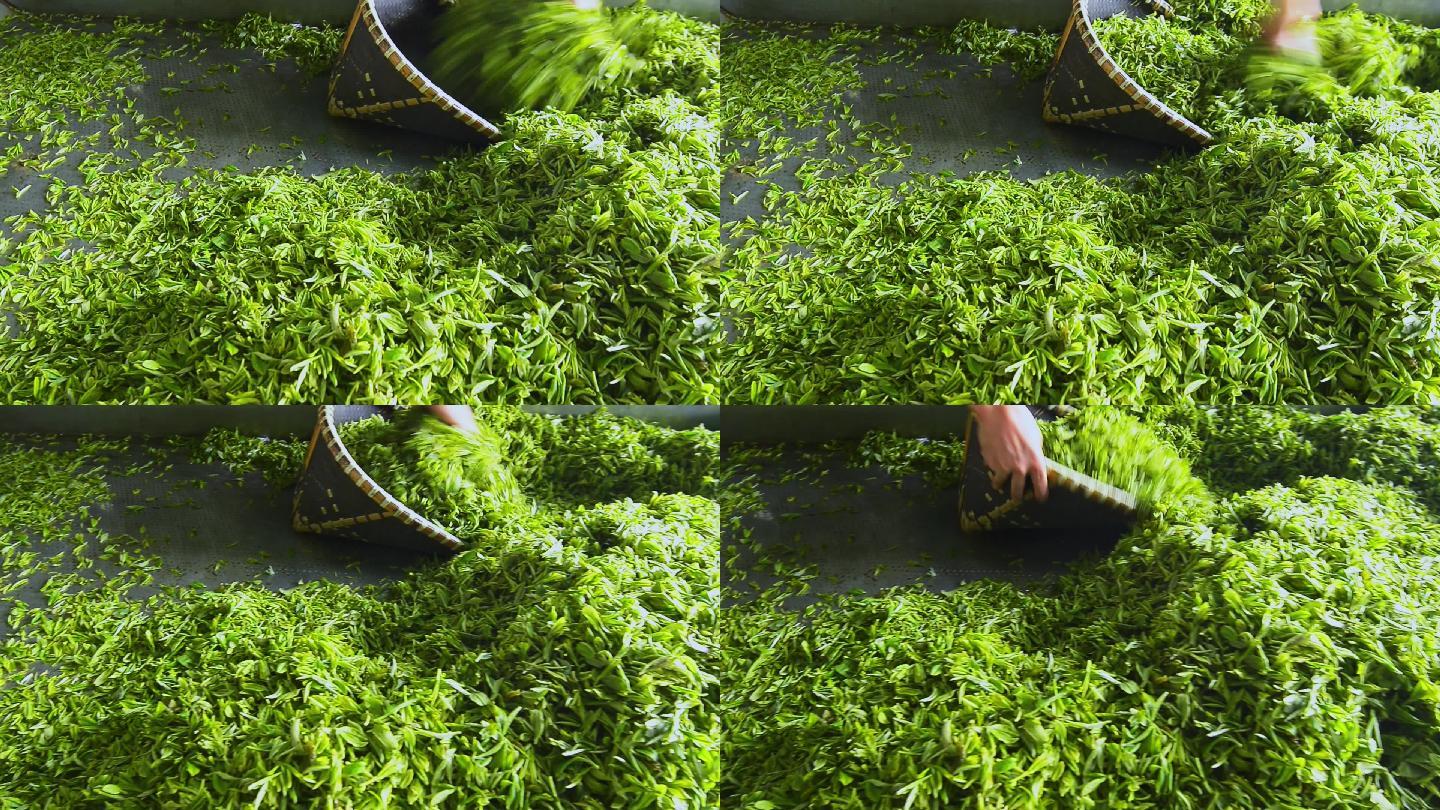 茶叶制作工艺过程