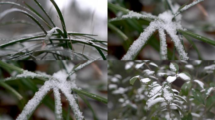 植物上的雪B