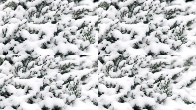 4K被厚厚的雪覆盖的松柏叶子