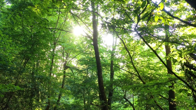 森林逆光丛林午后光照绿化植被
