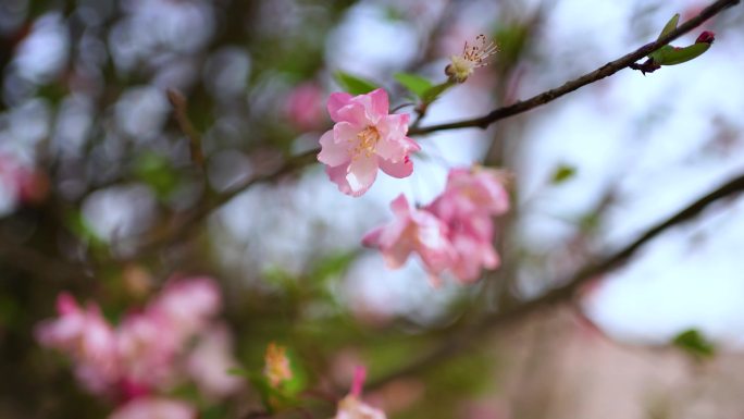 春天桃花开