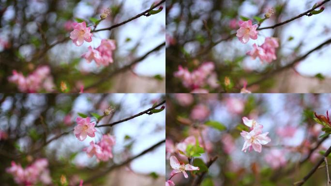 春天桃花开