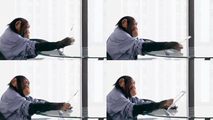 黑猩猩在办公室使用平板电脑