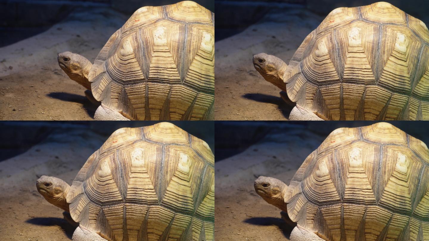 爬行动物象龟宠物龟长寿坚硬外壳 (2)
