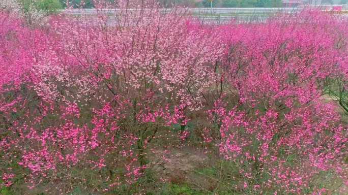 大面积梅花林