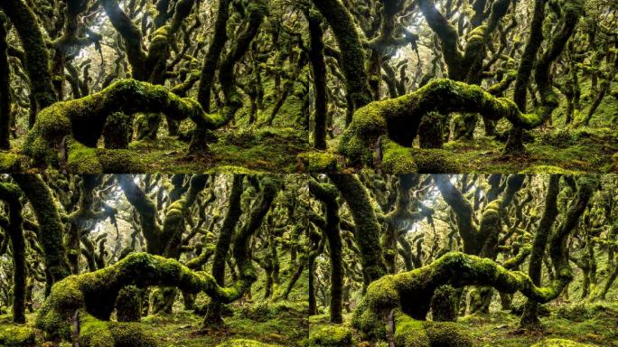 绿色雨林树木覆盖苔藓
