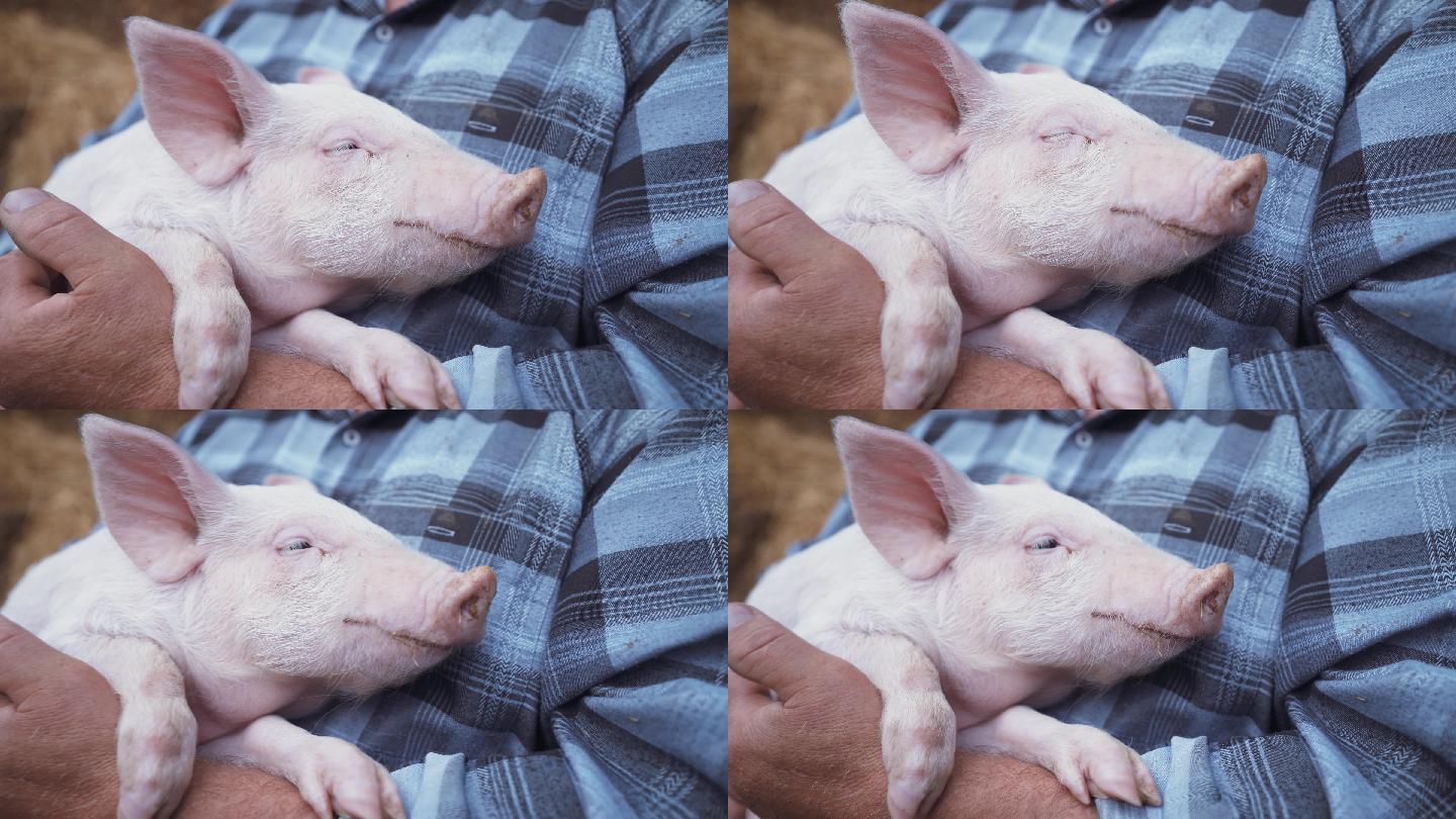 农夫抱着一头猪安抚